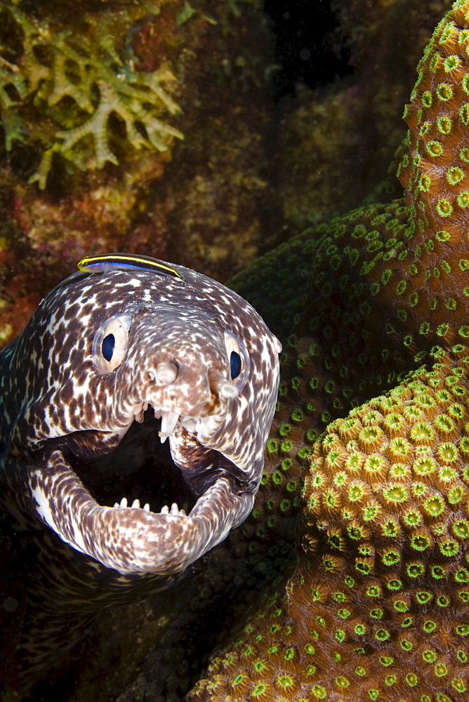 Caribbean, Bonair, Moray eel  in coral reef cave ( Gymnothorax moringa).