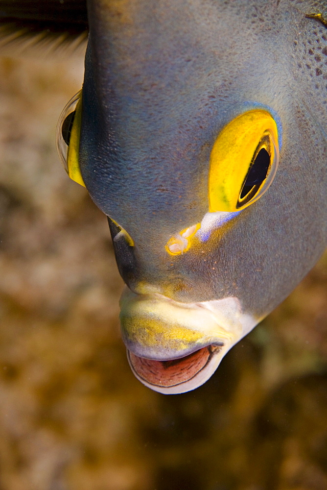 Caribbean, Bonaire, French angelfish (Pomacanthus paru).