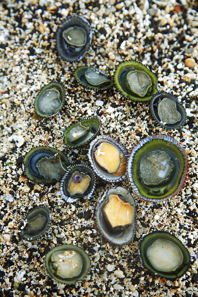 Hawaii, Oahu, A bunch of fresh Limpets Opihi laying on sand.