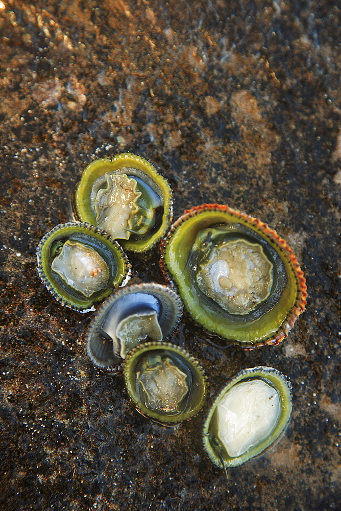 Hawaii, Oahu, A bunch of fresh Limpets Opihi laying on a rock.