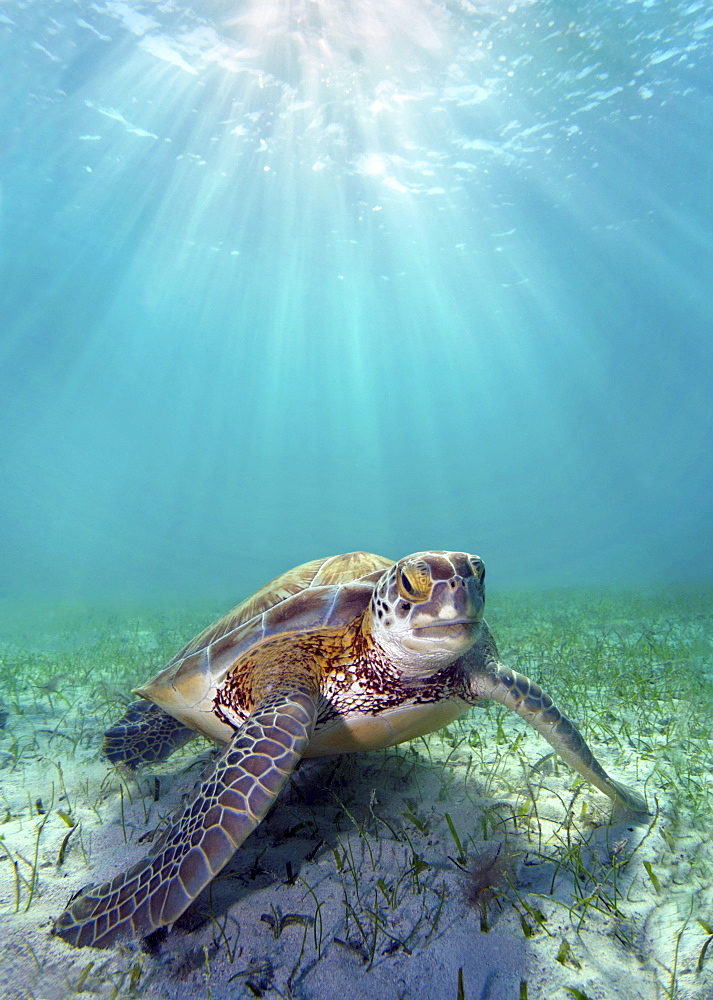 Hawaii, Green sea turtle (Chelonia mydas) an endangered species.