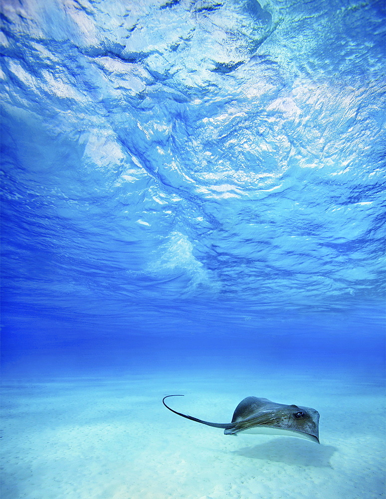 French Polynesia, Tahiti, Bora Bora, Stingray in beautiful turquoise water.