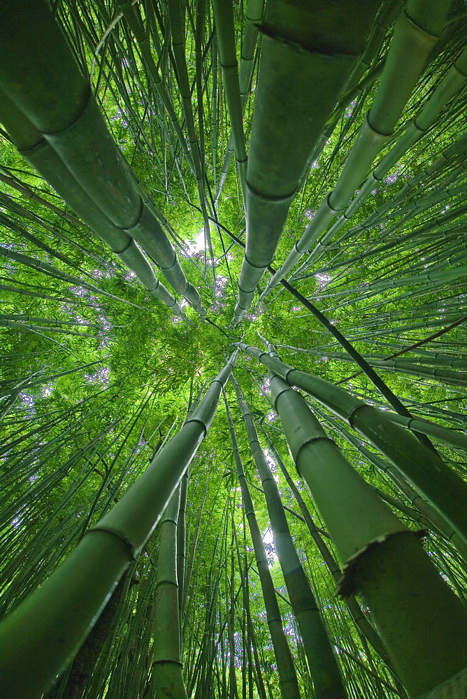 Hawaii, Maui, Bamboo Forest.