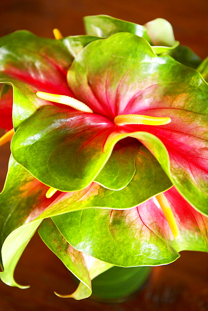 Hawaii, Close-up of a green and red anthurium.