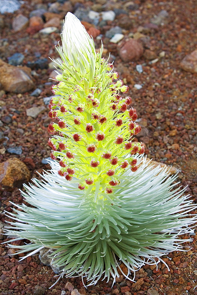 Hawaii, Maui, Haleakala National Park, Young silversword plant.