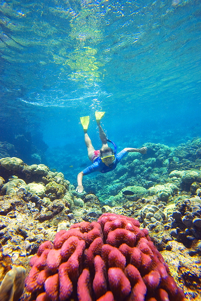 Hawaii, Maui, Makena, Ahihi Kinau Natural Area Reserve, Snorkeler swimming towards red coral.