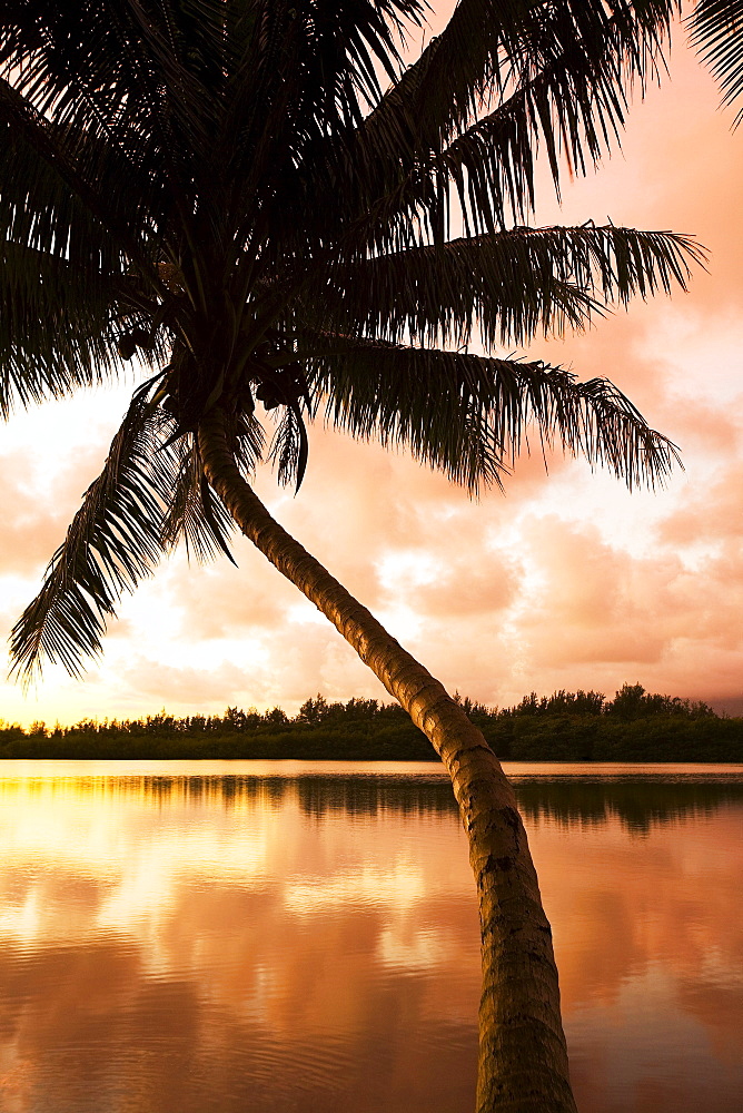 Hawaii, Oahu, Kualoa Ranch, Palm tree at sunrise, sky reflecting on water.