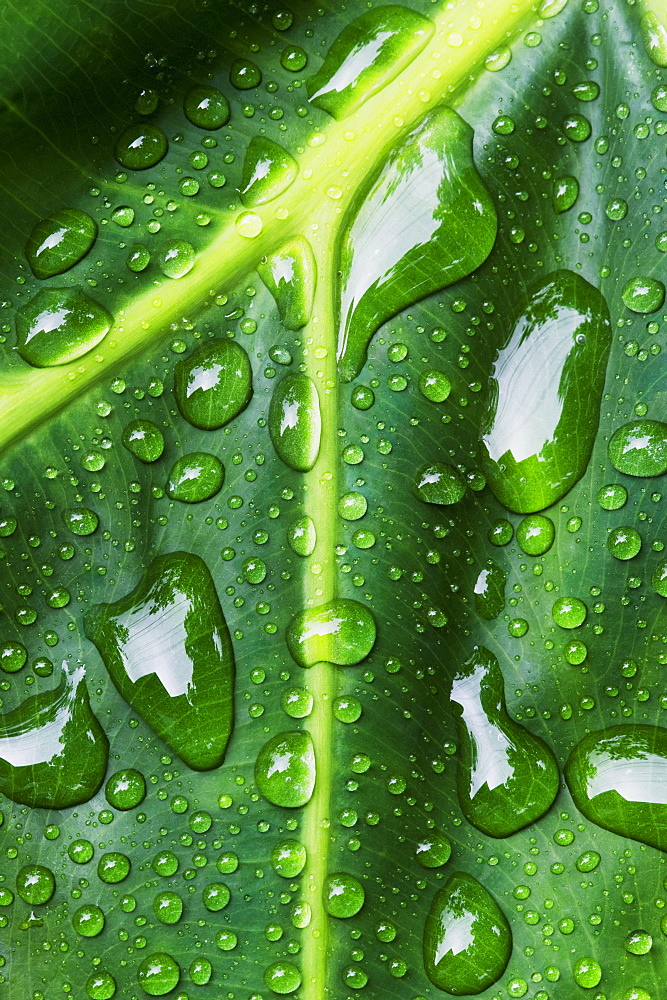 Hawaii, Big Island, Raindrops on Monsterra leaf.