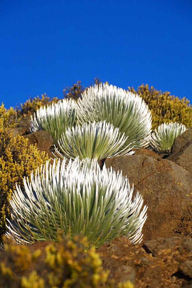 Hawaii, Maui, Haleakala National Park, Young Silversword plants.