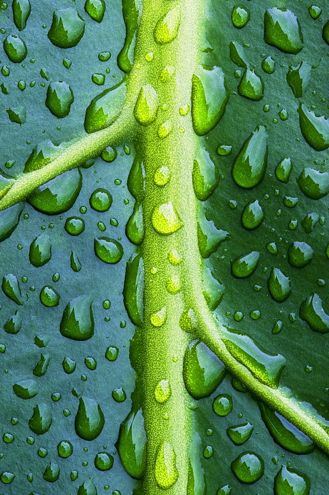 Hawaii, Big Island, Raindrops on Monsterra leaf.