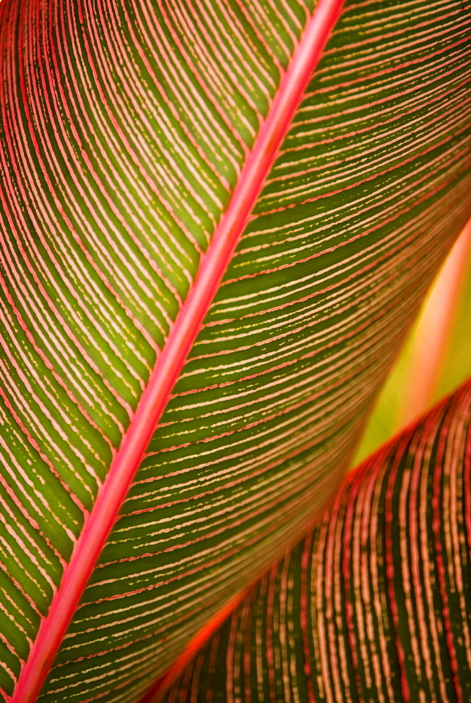 Hawaii, Maui, Variegated Ti-Leaf plant.