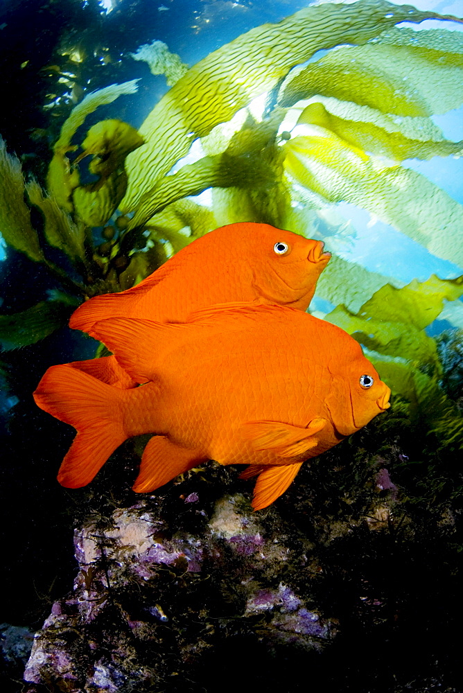 California, Garibaldi (Hypsypops rubicundus) in kelp forest (Macrocystis pyrifera).