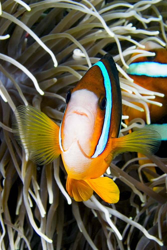 Indonesia, Clark's anemonefish (Amphiprion clarkii) and sea anemone.