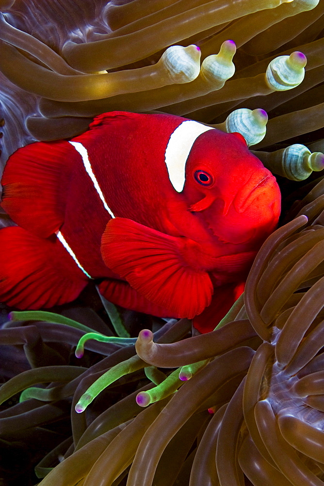 Indonesia, Spine-cheek anemonefish (Premnas biaculeatus) hiding in anemone.