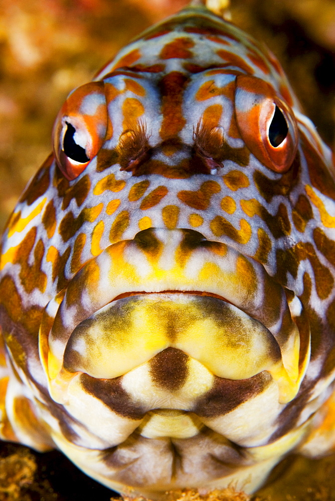 Hawaii, Stocky hawkfish (cirrhitus pinnulatus), Close-up of face.