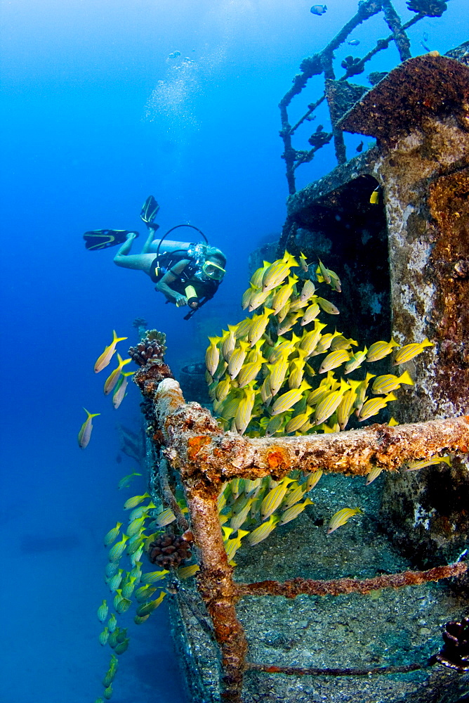 Hawaii, Oahu, Waikiki, Diver exploring Sea Tiger ship wreck, School of Blue Striped Snapper fish.