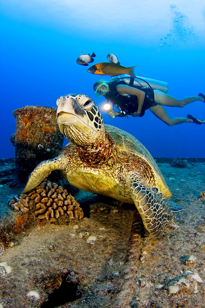 Hawaii, Oahu, Green sea turtle (Chelonia mydas) over reef, Scuba diver nearby.