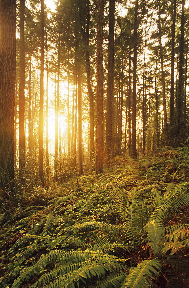 Oregon, Portland, Wildwood Trail, Warm sunlight shining through fir trees, ferns and ivy.