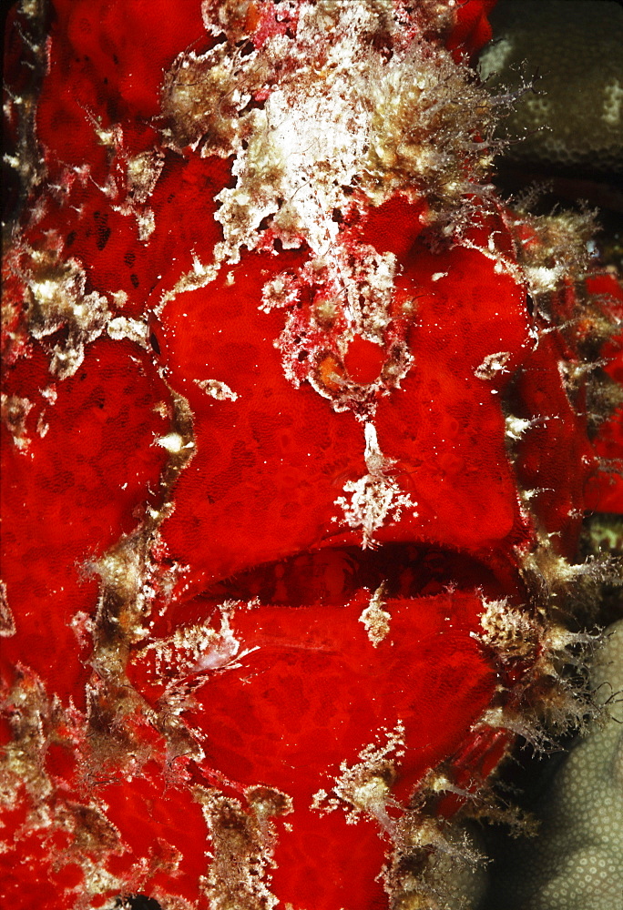 Hawaii, closeup of red frogfish face, (Antennarius commersonii).