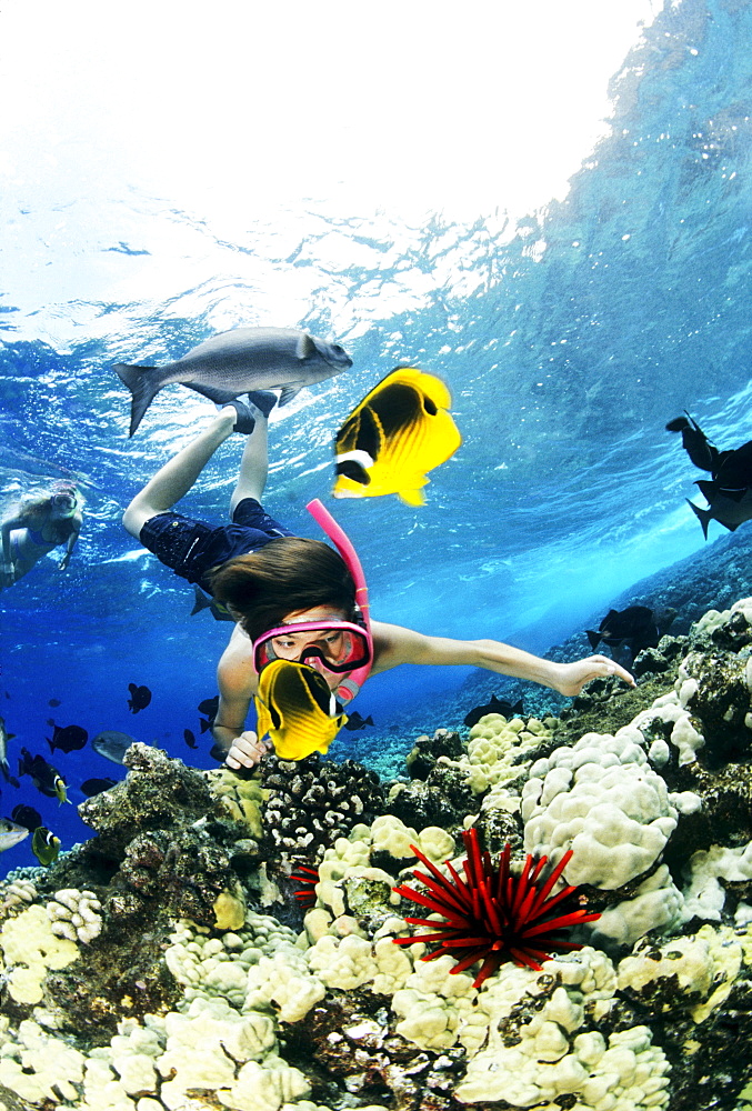 Hawaii, Maui, Molokini, Snorkeling child exploring coral reef with tropical fish and sea urchin.