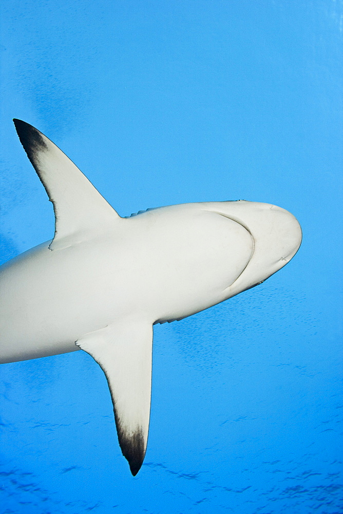 Micronesia, Yap, Silhouette of a grey reef shark (Carcharhinus amblyrhynchos).