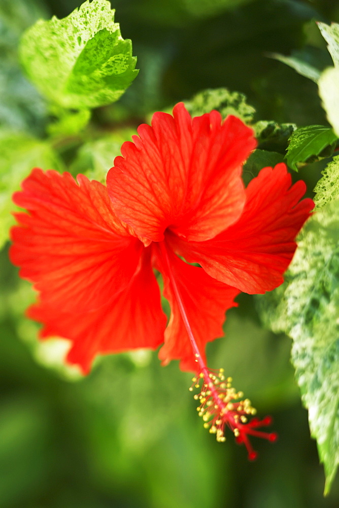 French Polynesia, Tahiti, Maupiti, red Hibiscus Flower.