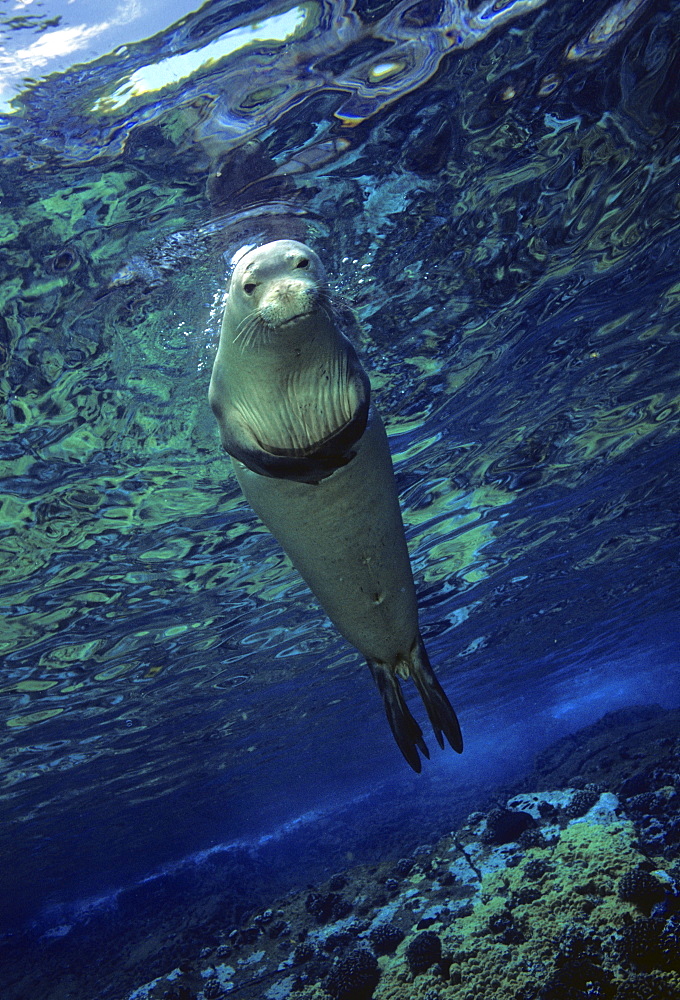 Hawaii, Underwater encounters with Hawaiian monk seals  (Monachus schauinslandi), endemic and endangered, are few and far between.