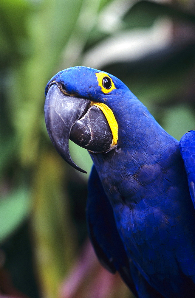 Blue and yellow Hyacinth Macaw bird.