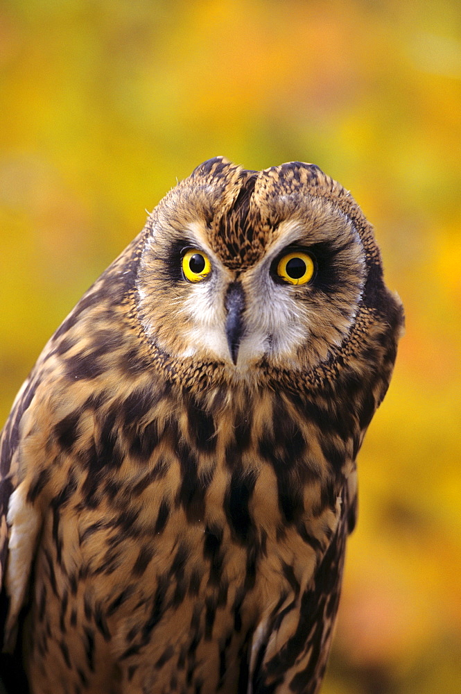 Colorado, view of a short eared owl.