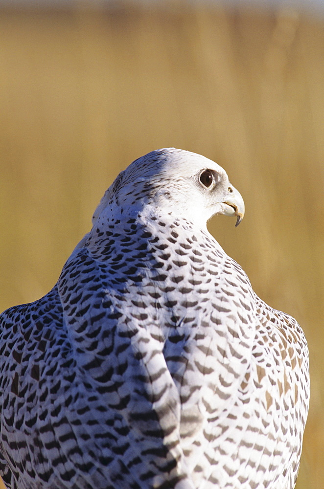 Closeup view of the back of a gyrfalcon in the white color phase.