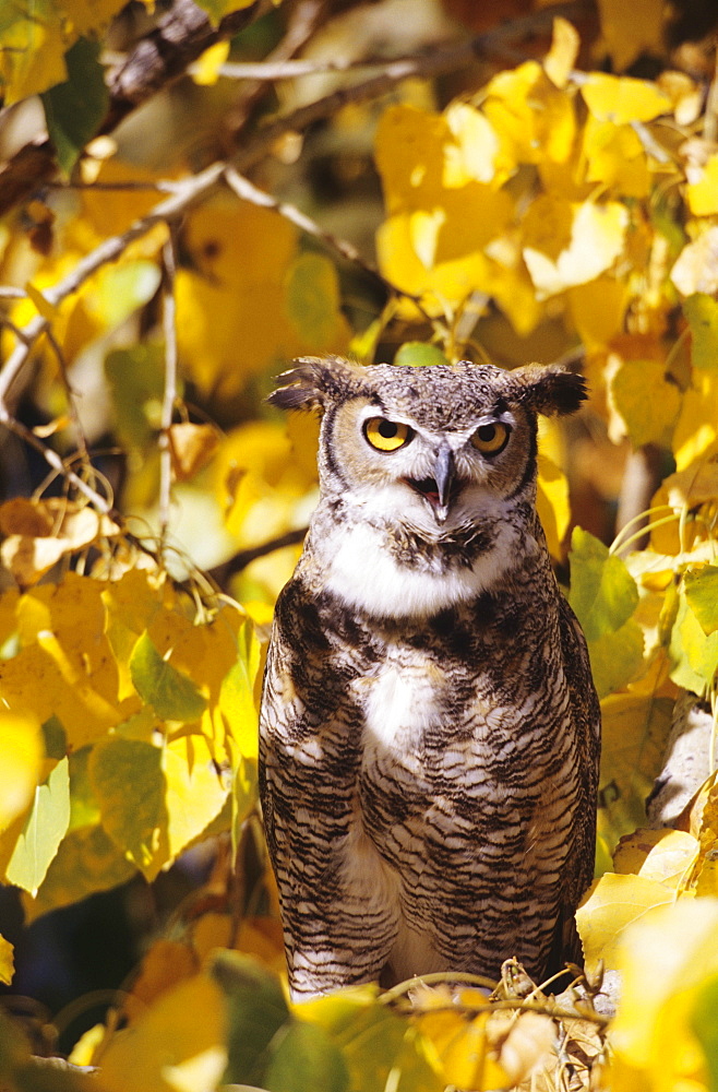 Great horned owl, in cottonwood tree, surrounded by fall color leaves.