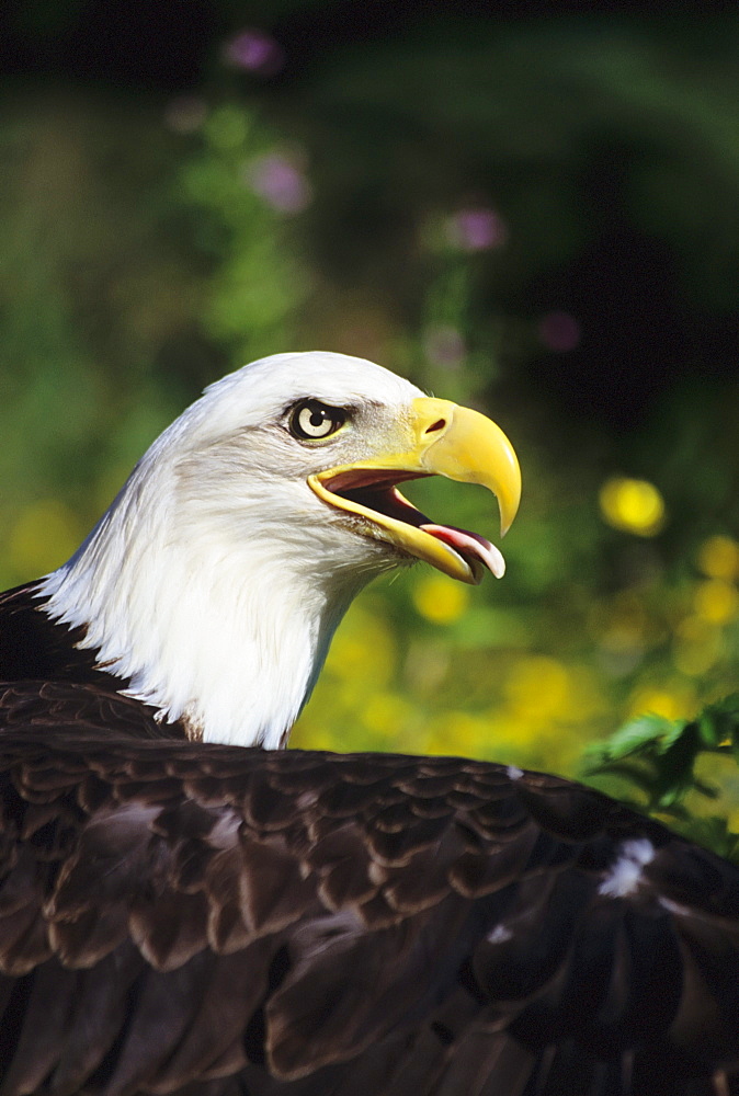 Alaska, closeup of a bald eagle's head, beak open, tongue out.