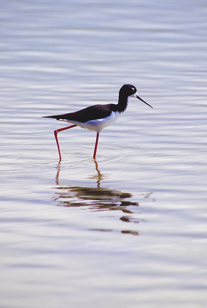 Hawaii, Kauai, Hanalei National Wildlife Refuge, Hawaiian Stilt.