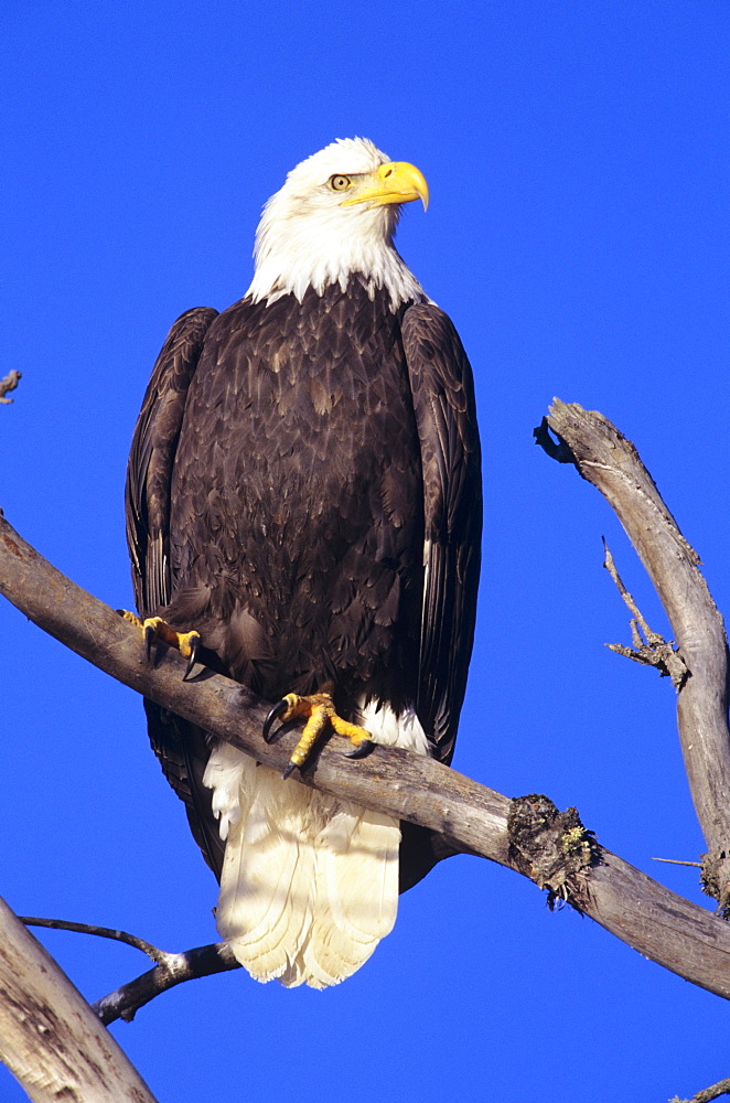 Alaska, Haines Bald Eagle Reserve, Bald Eagle (Haliaeetus leucocephalus) perched on a branch.