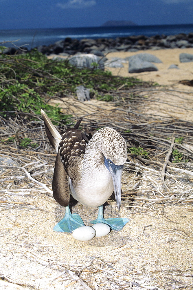 Galapagos Islands, Female blue footed booby (Sula nebouxi) on nest with two eggs.