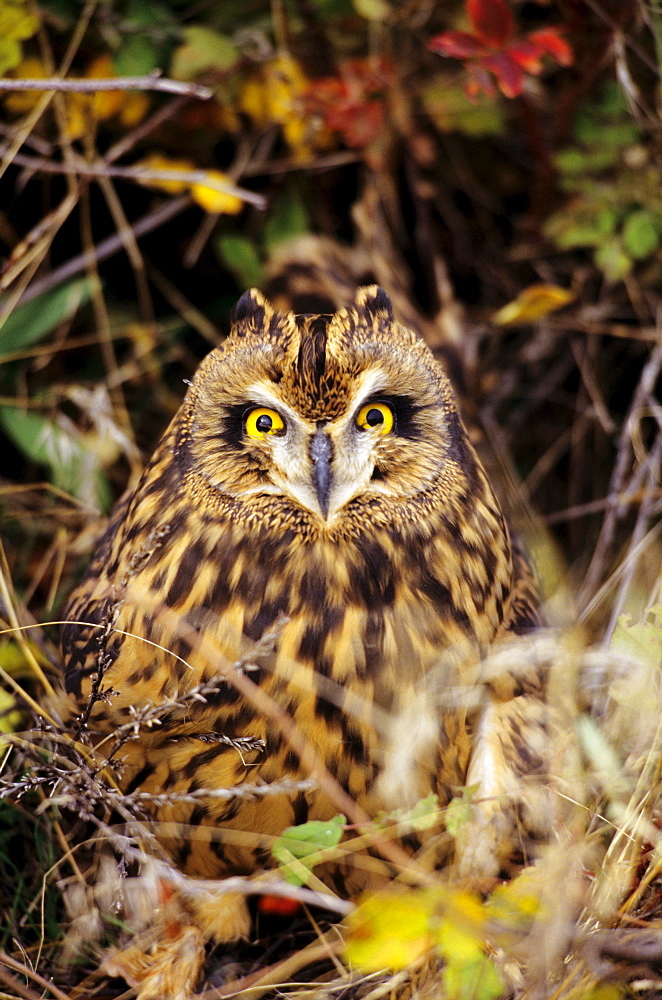 Short-eared Owl, Asio flammeus, Front Range, Colorado