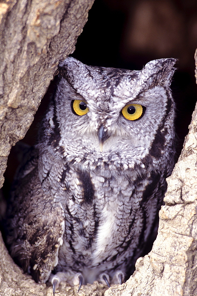 Western Screech Owl (Otus kennicottii) in hollow cottonwood.