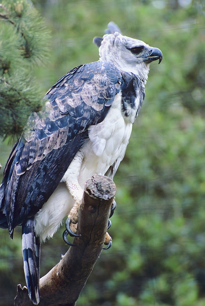 California, San Diego, Harpy eagle (Harpia harpyja) perched on a branch.