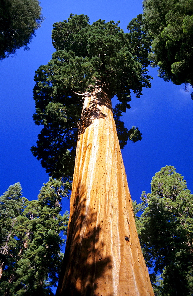 California, Giant Sequoia Tree National Park, view of tree from way below.