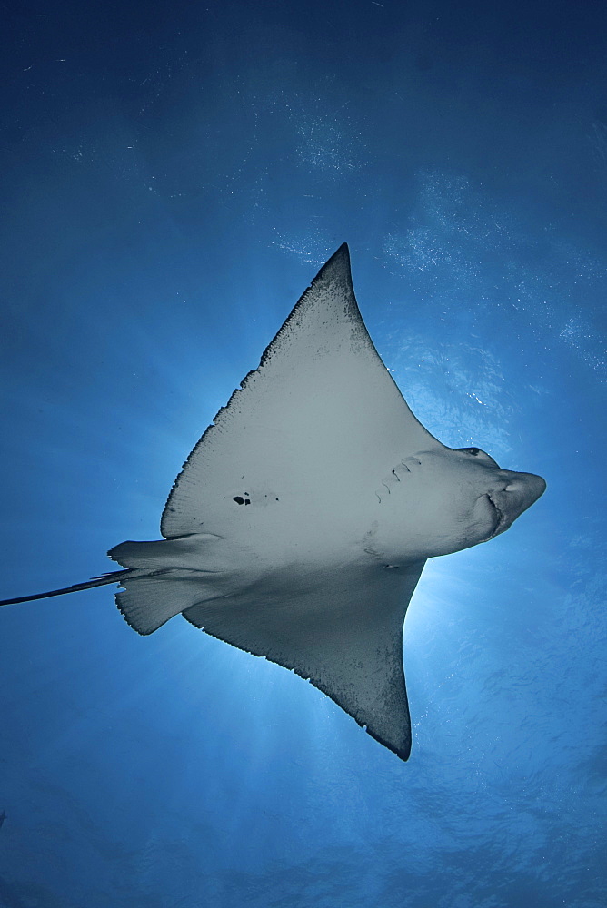 Micronesia, Palau, Spotted eagle ray (Aetobatus narinari), view from below, light coming from behind.