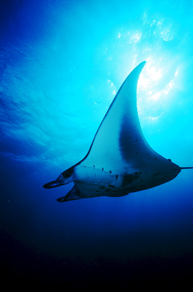 Micronesia, Yap, Manta Ray  gliding through clear ocean water near surface, View from below.