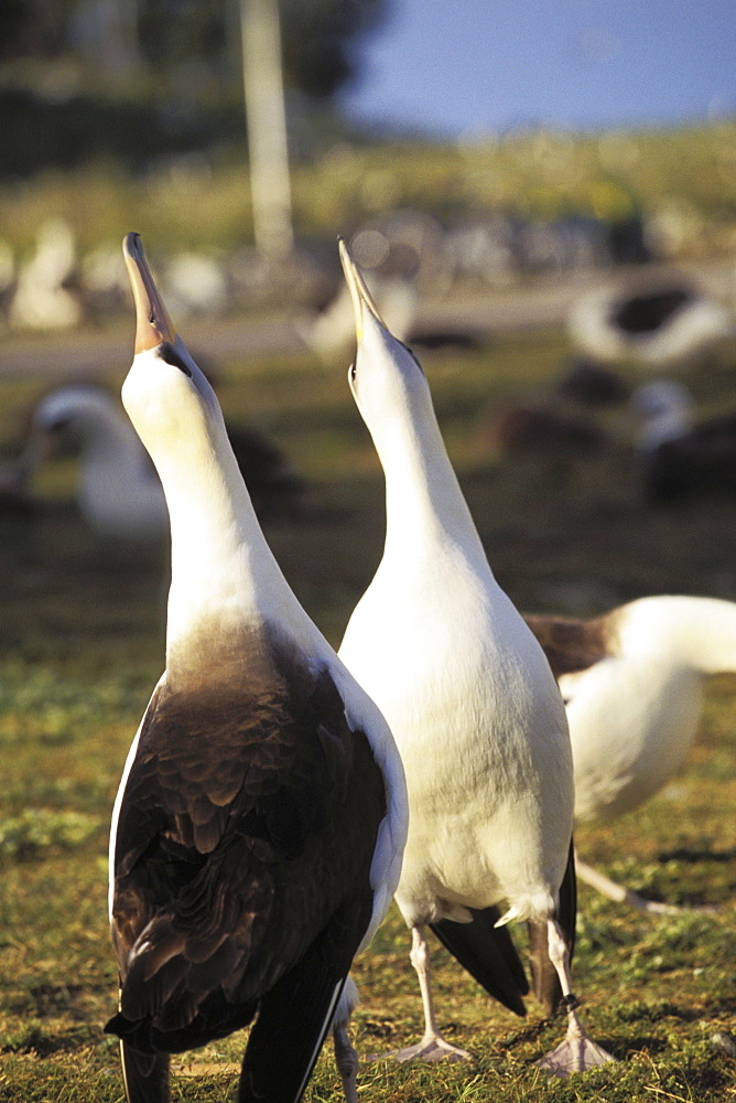 Midway Atoll, Laysan albatross (Diomedea immutabilis) courting, pointing beaks in air.