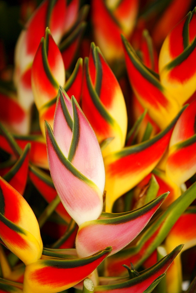 Hawaii, Big Island, Hilo, close-up of bunch of Heliconia.