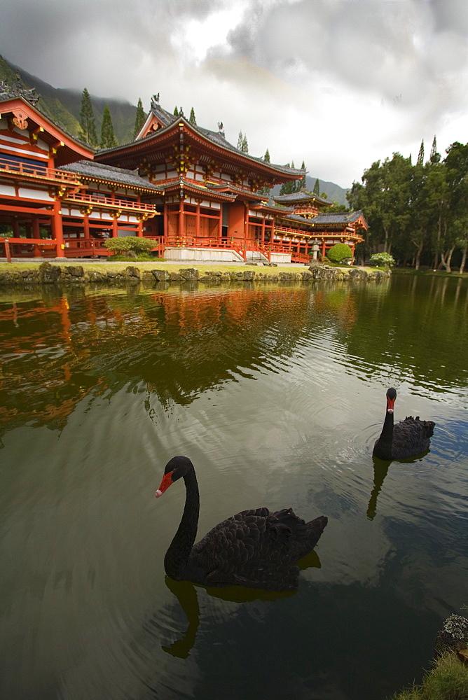 Hawaii, Oahu, Ahuimanu Valley, Valley of the Temples, Two Black Swans in pond at Byodo-In Temple.