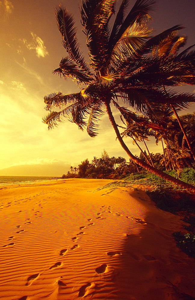 Hawaii, Maui, Kihei, Palm tree over beach in golden lighting, Footprints in sand.