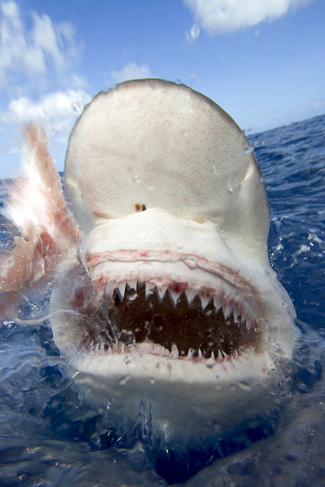 Hawaii, galapagos shark (Carcharhinus galapagensis) baring teeth at surface.