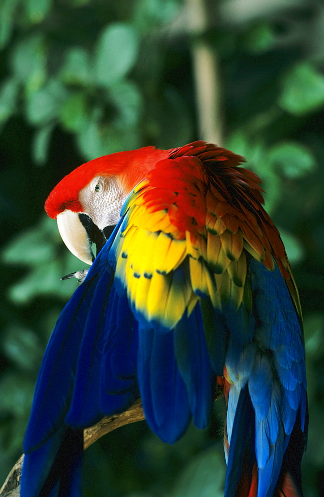 Hawaii, Scarlet Macaw (ara macao) on tree branch.