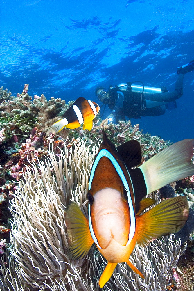 Indonesia, Clark's anemonefish (Amphiprion clarkii) and diver.