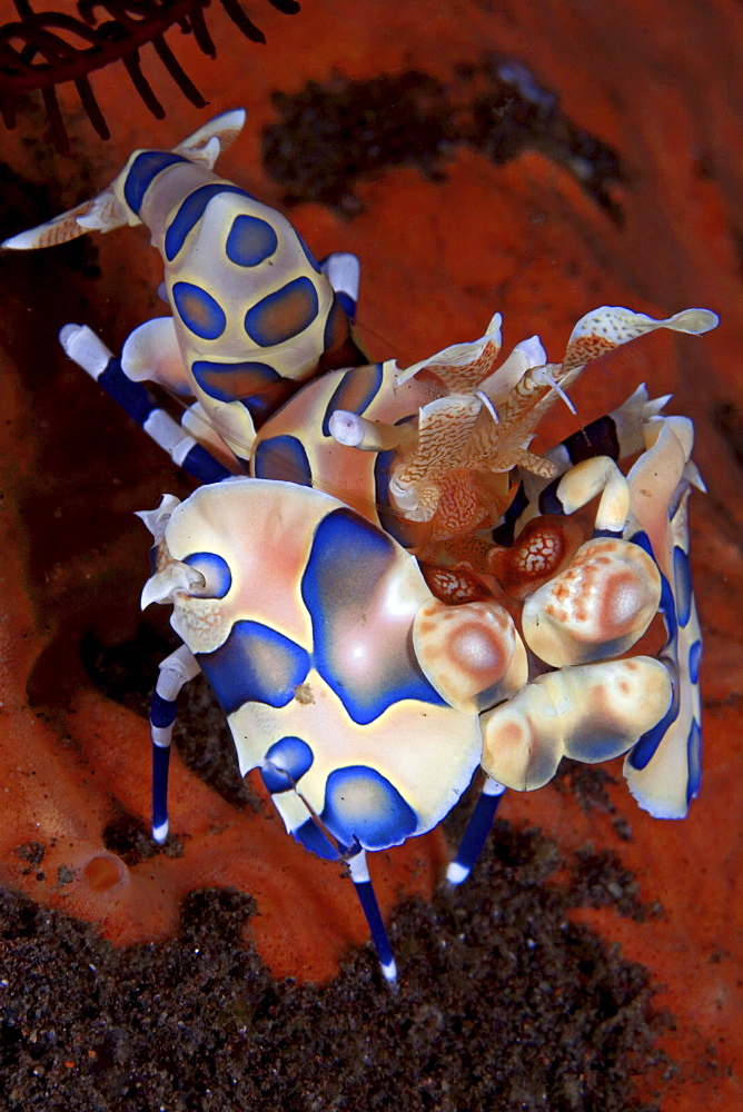 Indonesia, Bali, Tulumben, Harlequin shrimp (Stenopus pyronotu), blue variety.