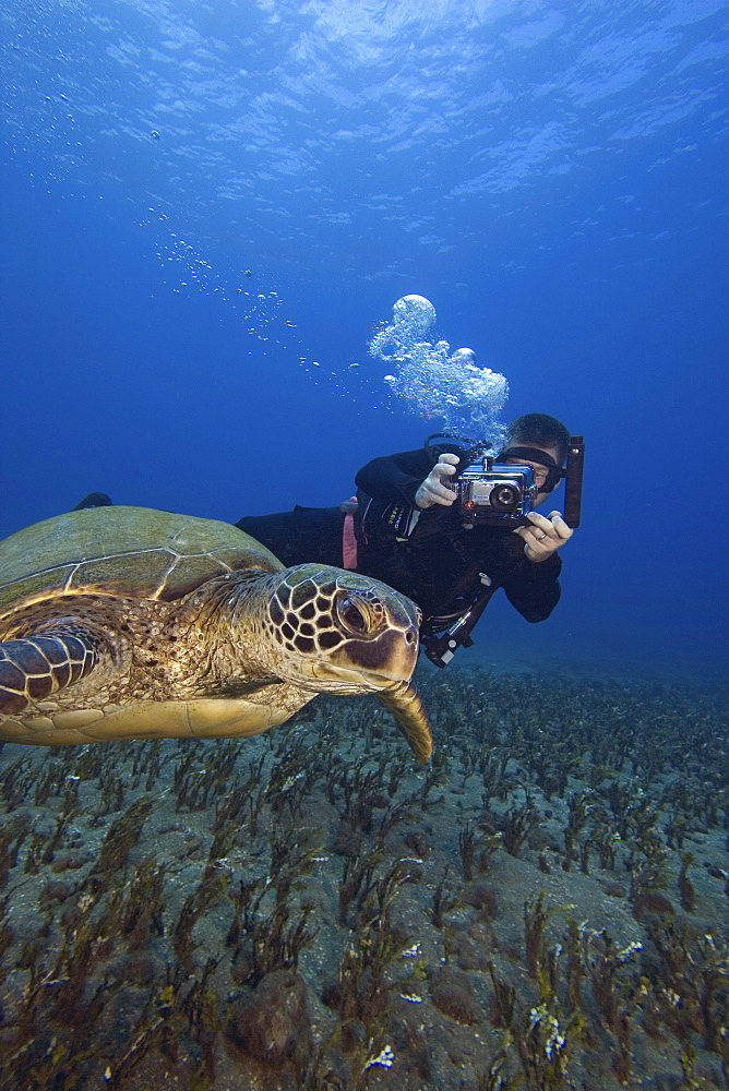 Hawaii, Diver photographing Green Sea Turtle (Chelonia mydas)